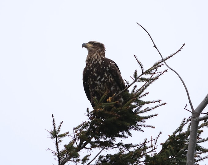 SamBrie Adventures Canopy Watch – Bald Eagle Print 8x10 –  Pacific Northwest Wildlife Photography – Washington Nature Wall Art