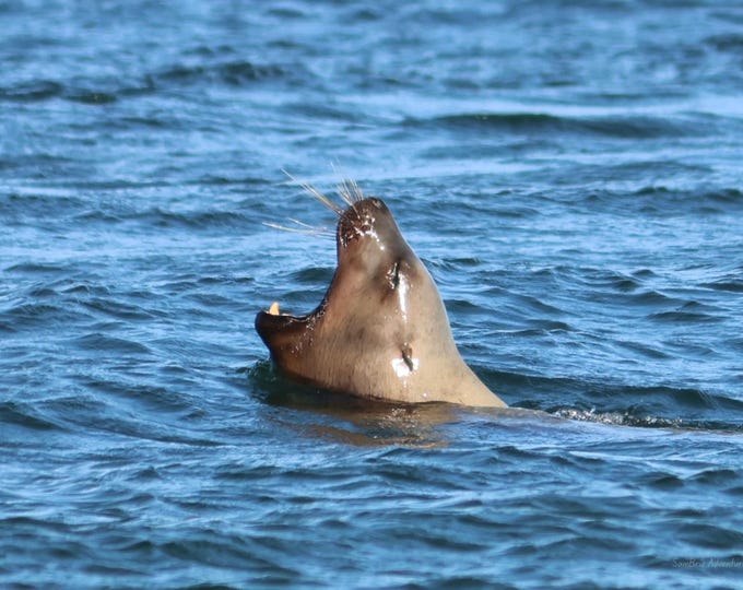 SamBrie Adventures Coastal Call – Sea Lion Print 8x10 – Pacific Northwest Wildlife Photography – Washington Ocean Nature Wall Art