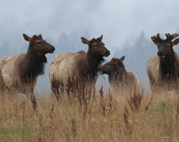 SamBrie Adventures Meadow Gathering – Elk Herd Print 8x10 – Pacific Northwest Wildlife Photography – Washington Nature Wall Art