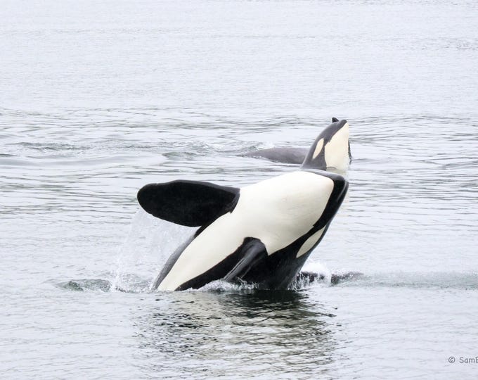 SamBrie Adventures Aquatic Grace - Orca Photography Print - Pacific Northwest Whale Photo - Washington State Wildlife Art