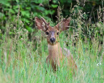 SamBrie Adventures Gentle Gaze - Deer Wildlife Photography Print - Washington State Nature Photo - Woodland Wildlife Art - Pacific Northwest