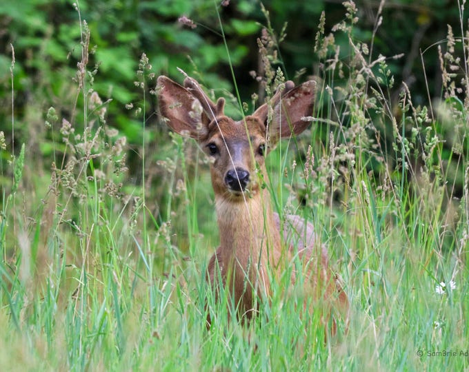SamBrie Adventures Gentle Gaze - Deer Wildlife Photography Print - Washington State Nature Photo - Woodland Wildlife Art - Pacific Northwest