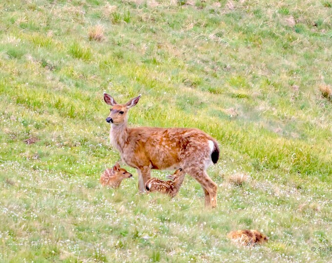 SamBrie Adventures New Beginnings - Doe & Fawns Wildlife Photography Print - Washington State Nature Photo - Deer Family Art - PNW
