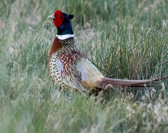 SamBrie Adventures Vibrant Plumage - Pheasant Photography Print - Wildlife Bird Art - Washington State Nature Photo - Colorful Bird photo