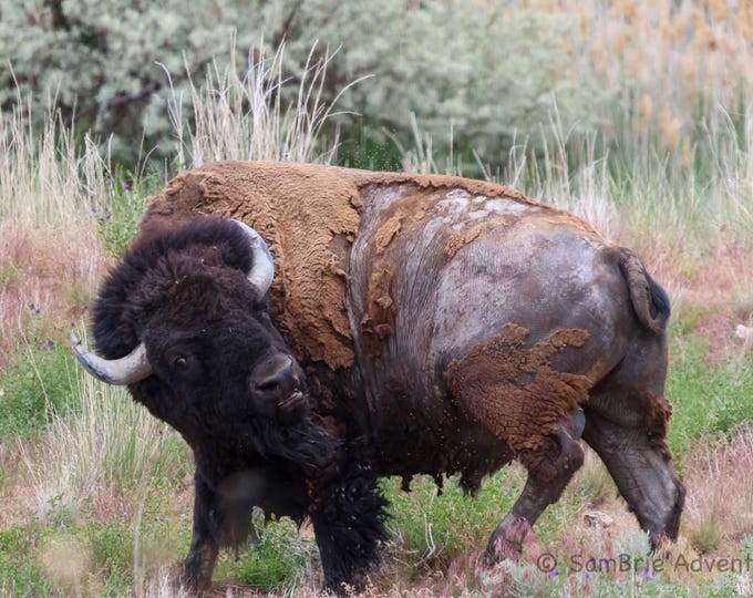 SamBrie Adventures Unyielding Resilience - American Bison Photography Print - Buffalo Wall Art - Western Nature Photo - Bison Print