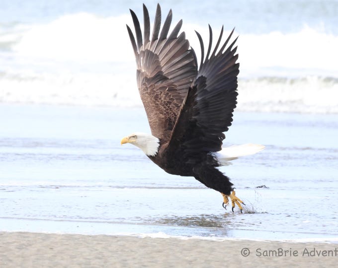 SamBrie Adventures Coastal Takeoff - Bald Eagle Photography Print - Pacific Northwest Wildlife Photo - Washington State Nature Photography