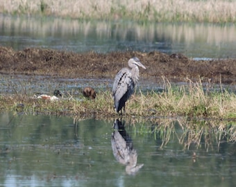 SamBrie Adventures Still Reflections - Great Blue Heron Photography Print - Pacific Northwest Wetland Wildlife Photo - Washington Nature