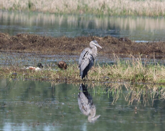 SamBrie Adventures Still Reflections - Great Blue Heron Photography Print - Pacific Northwest Wetland Wildlife Photo - Washington Nature