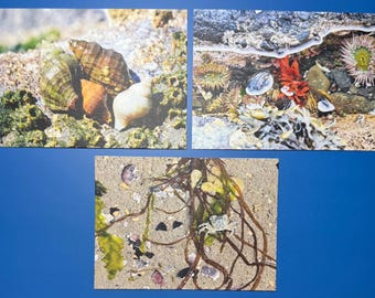 SamBrie Adventures Coastal Camouflage Collection Mini Art Print Set | PNW Beach Photography Print | Coastal Postcard Set | Tide Pool & Shell