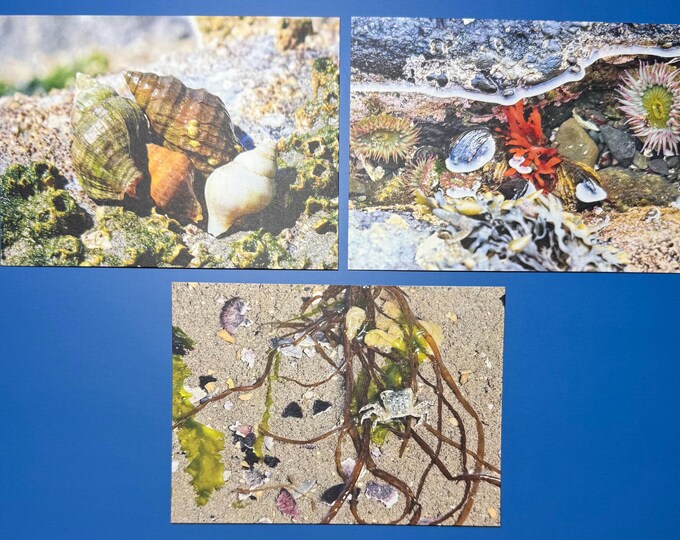 SamBrie Adventures Coastal Camouflage Collection Mini Art Print Set | PNW Beach Photography Print | Coastal Postcard Set | Tide Pool & Shell