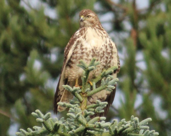 SamBrie Adventures Perched Above – Hawk Print 8x10 – Pacific Northwest Bird Photography – Washington Wildlife Wall Art