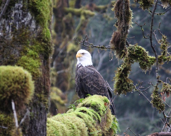 SamBrie Adventures Mossy Perch –Bald Eagle Print 8x10 – Pacific Northwest Wildlife Photography – Washington Nature Wall Art