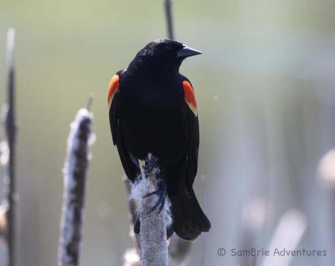 SamBrie Adventures Marsh Melody - Red-Winged Blackbird Photography Print - Wetland Bird Photo - Pacific Northwest Wildlife Photography