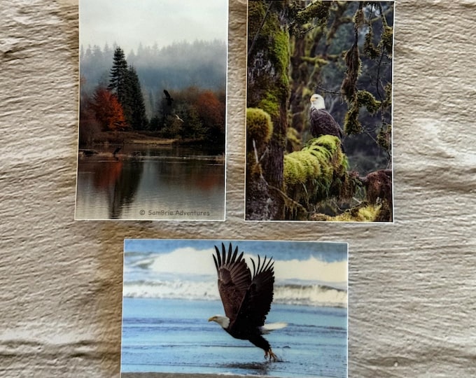 SamBrie Adventures Bald Eagle Trio Sticker Pack | Waterproof Dishwasher Safe Wildlife Stickers | PNW Eagle Photography