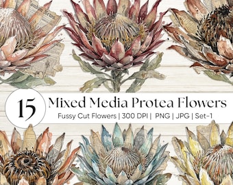 Mixed Media Protea Blume Clipart | Tropischer antiker Protea Kunstdruck | König Protea PNG | Fynbos Blumen Ephemera | Digitales Junk Journal Kit