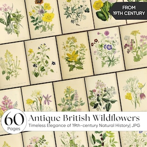 Op de afbeelding: Een verzameling van 60 antieke botanische prenten van Britse wilde bloemen uit de 19e eeuw. De prenten bevatten gedetailleerde illustraties van verschillende wilde bloemen in verschillende kleuren, waaronder geel, paars en wit. De tekst "Antique British Wildflowers" is zichtbaar.