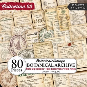 Puede incluir: Una colección de 80 hojas de archivo botánico de estilo vintage, cada una de 21,6 cm por 27,9 cm. El conjunto incluye varios registros de expediciones de campo, etiquetas de especímenes raros y notas de campo en papel envejecido.