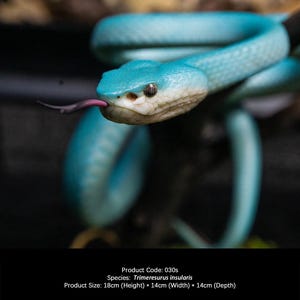 Blaue Insel der Grubenotter (Trimeresurus insularis) - Figur - Kunstharz