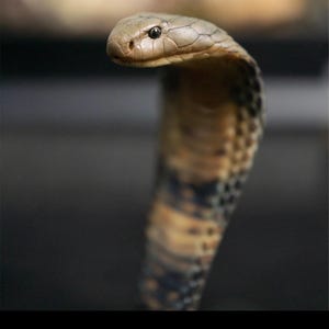 Estatueta de Cobra-Rei – Escultura de Serpente Ophiophagus hannah em Resina, Modelo de Réptil para Exibição Pintado à Mão