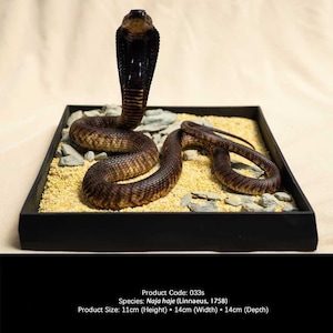 Puede incluir: Modelo detallado de una cobra, Naja haje, exhibido en una caja rectangular negra. La serpiente es marrón con marcas oscuras y una capucha levantada. La base incluye arena y pequeñas rocas. Tamaño del producto: 11cm (Altura) * 14cm (Ancho) * 14cm (Profundidad).