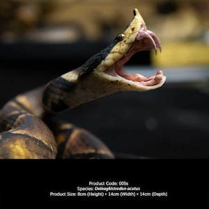 Estátua realista de víbora em resina, escultura para exibição de animais selvagens (Deinagkistrodon acutus).