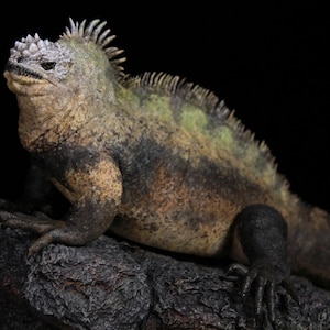 Könnte beinhalten: Detaillierte Abbildung einer Meeresleguane, ein Reptil mit einem stacheligen Rückenkamm und einer strukturierten, gesprenkelten Haut in Grün-, Braun- und Schwarztönen. Die Leguan sitzt auf einem dunklen, strukturierten Felsen vor schwarzem Hintergrund.