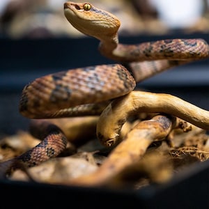 May include: A close-up of a snake, the Ophiophagus hannah species, with a tan and brown pattern. The snake is coiled around a branch. The product size is 16cm (Height) * 14cm (Width) * 14cm (Depth).