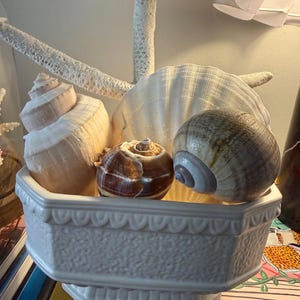 May include: A white ceramic decorative bowl filled with various seashells and a white starfish. The bowl has a textured surface and a scalloped edge. The seashells are in shades of brown, tan, and white.