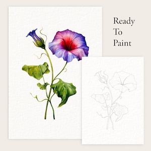 May include: Watercolour painting of a morning glory flower with a bud and green leaves. The flower is purple and red, with a detailed outline drawing of the flower next to it. The text "Ready To Paint" is also visible.