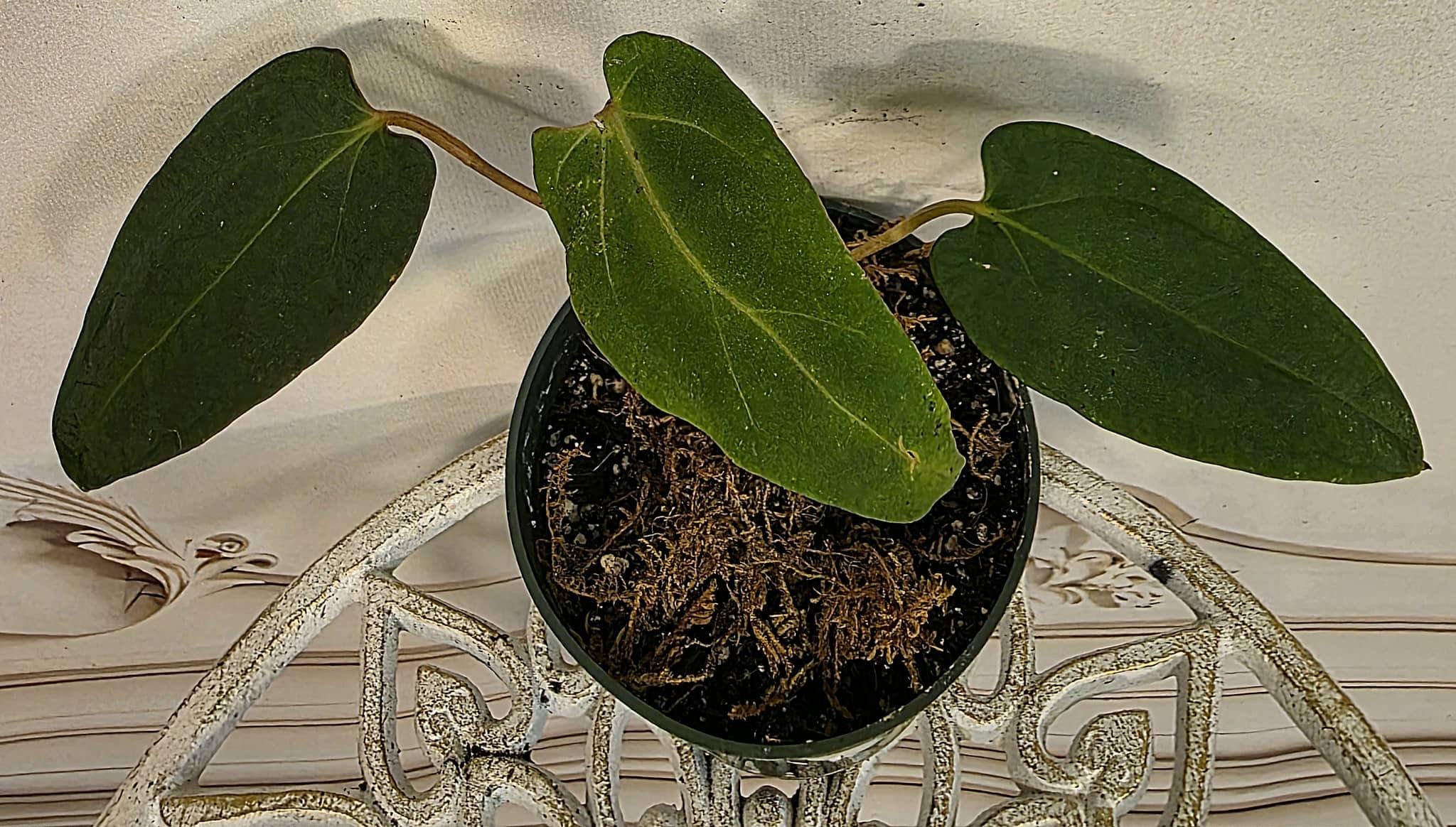 Anthurium Portillae Dorito - Etsy