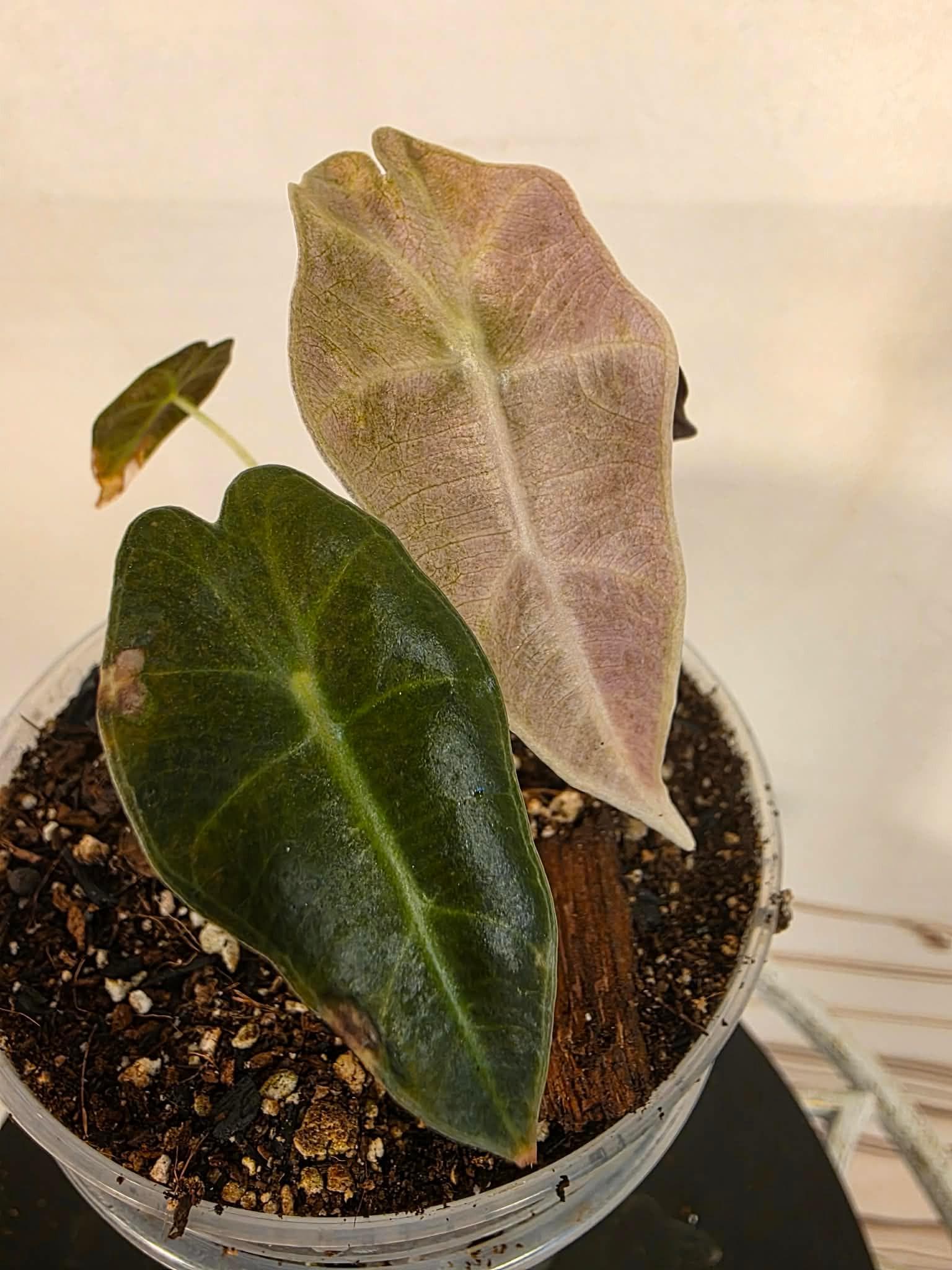 Alocasia Sanderiana Bull Pink - Etsy