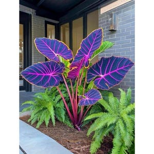 Magie noire Colocasia Violet Oreille d'éléphant Feuille tropicale foncée Plante ornementale de jardin
