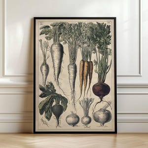 May include: A framed botanical print featuring detailed illustrations of various root vegetables, including carrots, parsnips, and beets. The artwork is rendered in a vintage style with a neutral color palette, showcasing the natural forms of the produce.