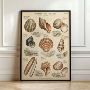 Könnte beinhalten: Ein gerahmtes Lehrplakat mit dem Titel British Sea Shells, Molluscs of the British Coasts. Der Druck zeigt detaillierte Illustrationen verschiedener Muscheln mit wissenschaftlichen Bezeichnungen wie Common Limpet, Whelk, Cockle und Razor Shell.