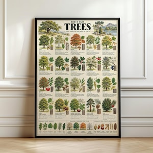 May include: A framed educational poster titled British Trees, A Field Guide to the Trees of the UK. The print features detailed botanical illustrations of various tree species, including leaves, bark, and fruits, arranged in a grid with text labels.