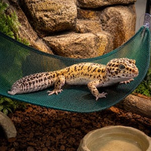 Könnte beinhalten: Ein Leopardgecko liegt auf einer dunkelgrünen Hängematte. Der Gecko hat ein gelb-schwarzes Fleckenmuster auf seinem Körper und einen gemusterten Schwanz. Der Hintergrund zeigt eine felsige Struktur und eine kleine Wasserschale, typisch für ein Reptilienhabitat.