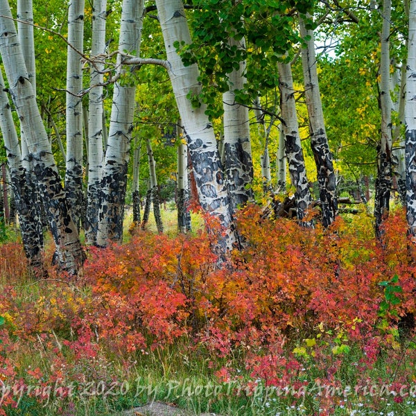 Aspen Trees, Autumn, Wild Roses, Fall Colors, Leaves, Changing Leaves, Fall, Canvas Art, Photo on Canvas, Wall Art, Photo on Metallic Paper