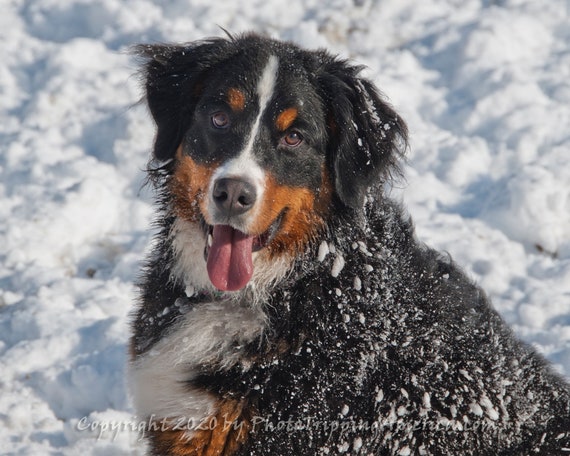 Bernese Mountain Dog, Dog, Puppy, Puppy in Snow, Bernese, Mountain Dog,  Snow, Wall Art, Photo on Canvas, Photo on Metallic Paper