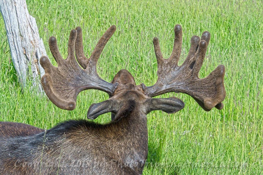 Moose Antlers, Moose, Antlers, Velvet, Alaska, Wildlife, Bull Moose