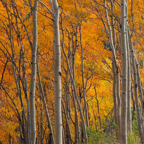Aspen Trees in Autumn Color, Aspen, Trees, Autumn, Changing Leaves, Aspen Trees, Autumn Scene, Fall, Wall Art, Canvas Art, Metallic Paper