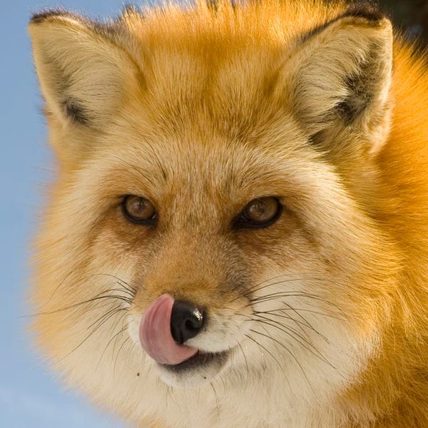 Fox Licking Her Lips, Red Fox, Fox, Fox Close Up, Wildlife Art, Canvas Art, Wall Art, Photograph on Canvas, Photograph on Metallic Paper