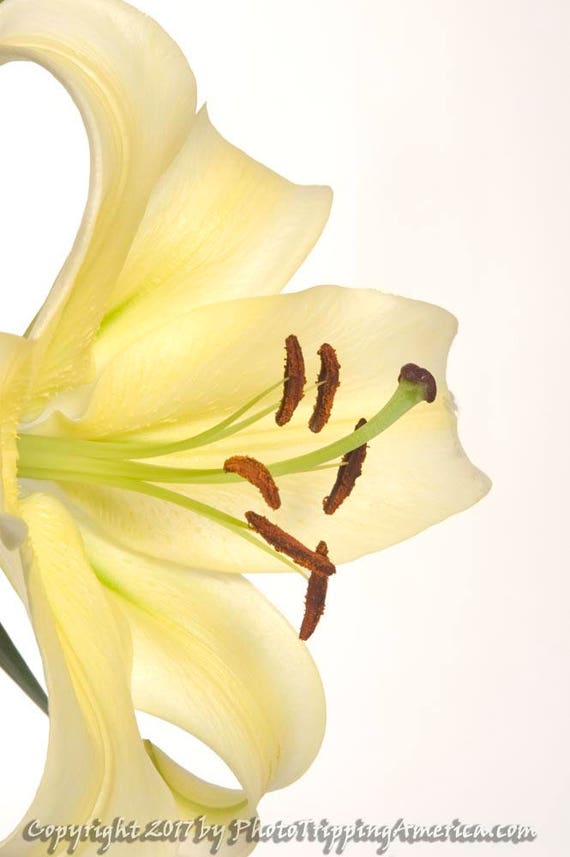 Casablanca Lily, Easter Lily, Lily, Flower, Yellow Flower, Bouquet, Cut Flowers, Easter, Canvas, Wall Art, Photo on Canvas, Metallic Paper