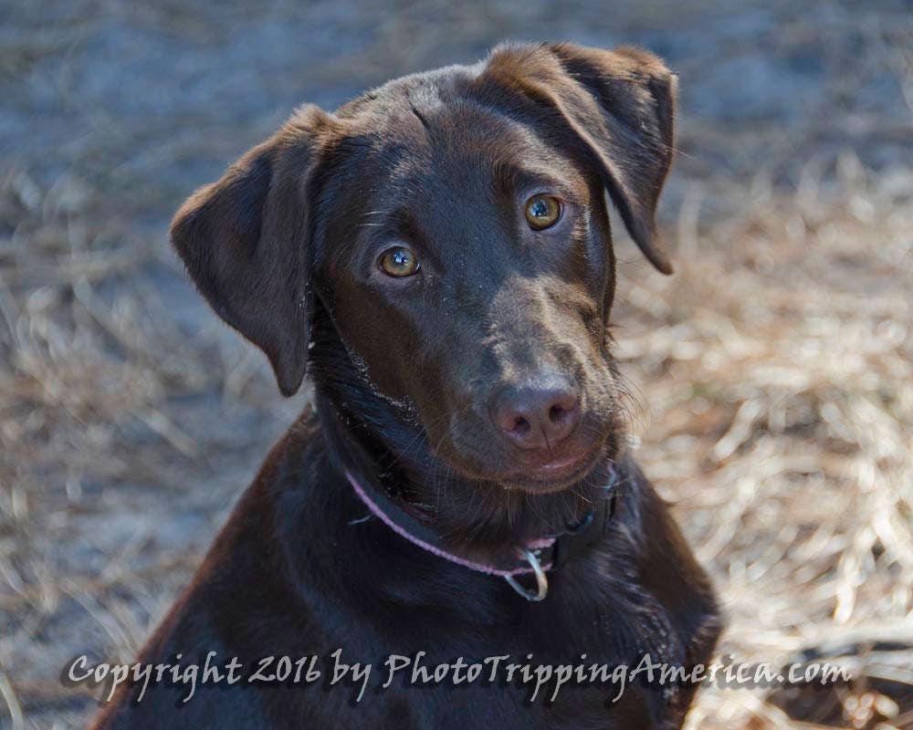 Chocolate Labrador Green Eyes 3d mon
