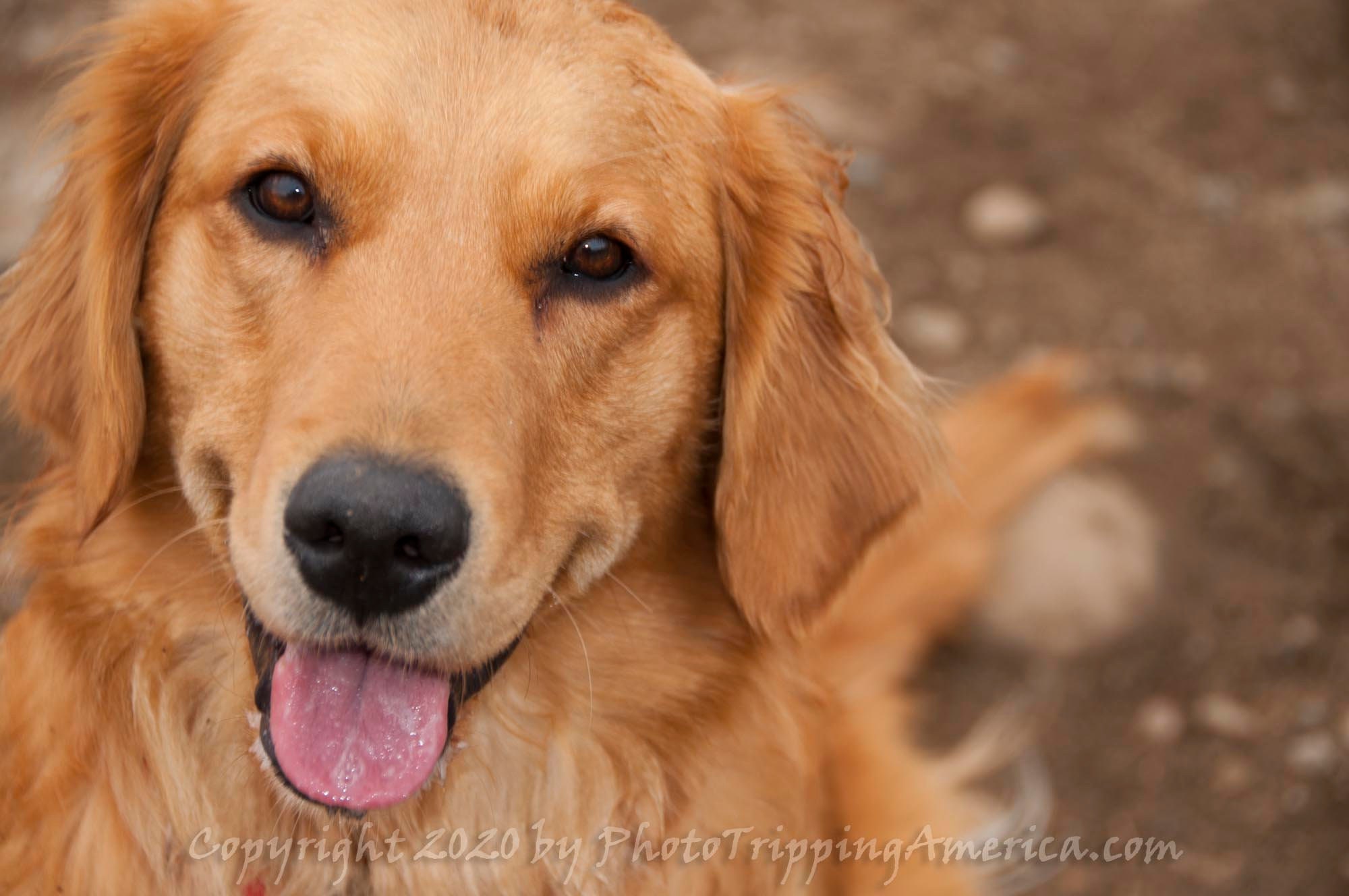 Smiling retriever deals
