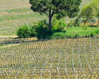 Tuscan Vineyard, Patterns in a Vineyard, Tuscany, Vineyard, Wine, Italy, Canvas Art, Photo on Canvas, Wall Art, Photo on Metallic Paper