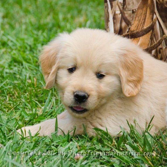 Golden Retriever Puppy, Retriever Puppy, Puppy, Dog Picture, Wall Art,  Golden Retriever, Dog, Photo on Canvas, Photo on Metallic Paper - Etsy