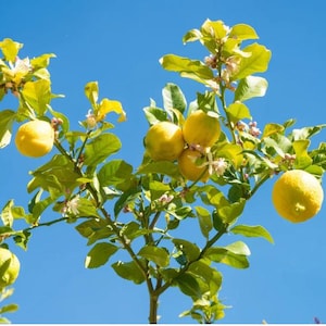 May include: A lemon tree with bright yellow lemons and green leaves against a clear blue sky. The tree has several ripe lemons and some small white flowers.
