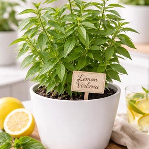 May include: A potted lemon verbena plant with vibrant green leaves, displayed in a white ceramic pot. A wooden sign reads "Lemon Verbena". A halved lemon and a glass of lemon-infused water are also visible.