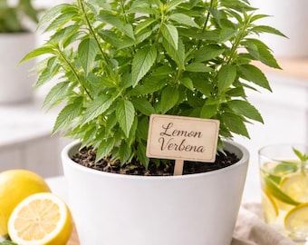 Lemon Verbena Plant | Culinary Herb | Fragrant Lemon Herb | 4" Pot