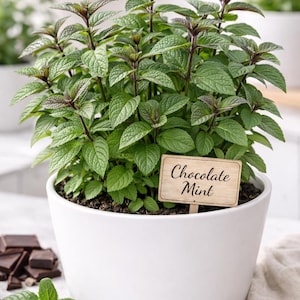 May include: A vibrant Chocolate Mint plant in a white ceramic pot. The plant has green leaves with purple-tinged stems. A small wooden sign reads "Chocolate Mint". Dark chocolate pieces are visible nearby.